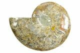Cut & Polished Ammonite Fossil (Half) - Madagascar #364861-1